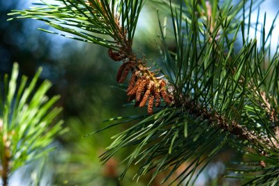 Pinus contorta - borovice pokroucená - prašníky